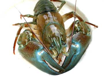 signal crayfish
